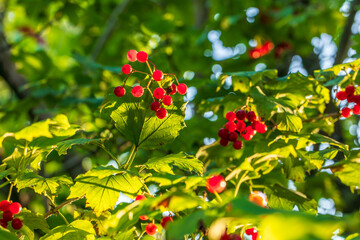 Bunches of viburnum close up, sunlight, juicy berries red viburnum are source of vitamins 
