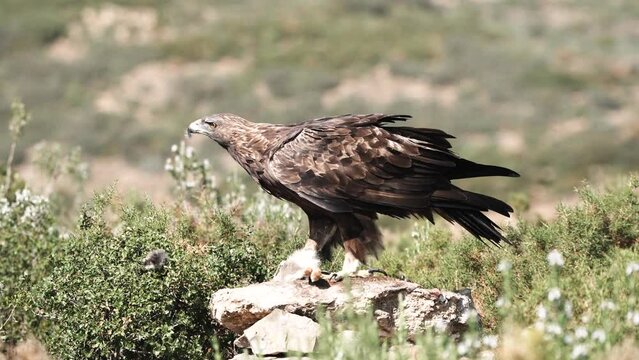 female golden eagle eating a rabbit when the male arrives flying