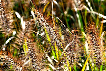 道志山塊の平尾山　ムラサキエノコログサ
