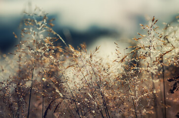 Morning beauty in the meadow