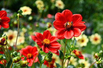 Dahlien