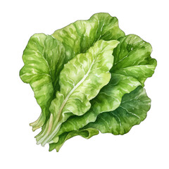 Fototapeta premium Lettuce leaves, Isolated on white transparent background
