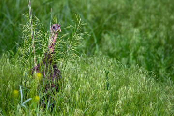 Hen Turkey in Grass
