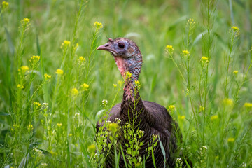 Hen Turkey in Grass