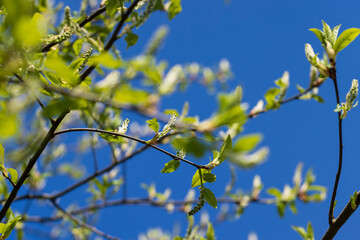 the branches of the bird cherry tree in the spring season