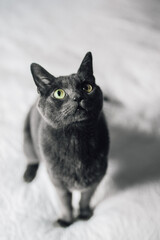 gray cat with green eyes on white bedding