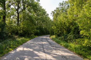paved old road in the forest in summer