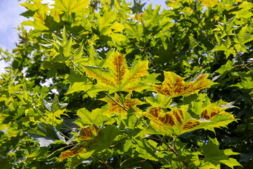 beautiful maple tree foliage with green foliage