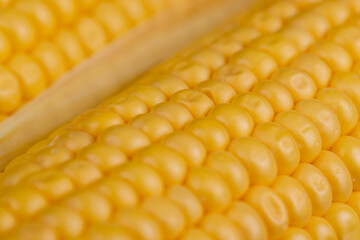 a ripe corn cob covered with water drops