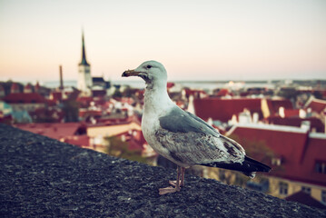 Tallinn and sea gull