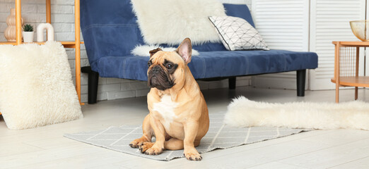 Cute French bulldog in living room