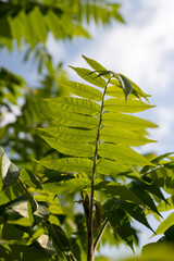 beautiful foliage of the sumac tree with green foliage foliage of the sumac tree in sunny weather