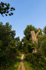 a narrow path in the park in the morning