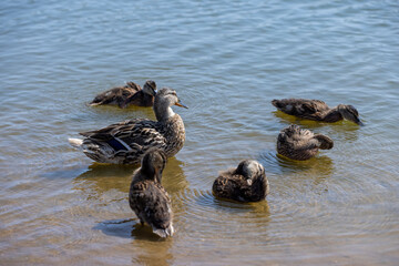 young ducklings who have plumage instead of fluff