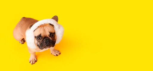 Cute dog with fluffy headphones on yellow background with space for text
