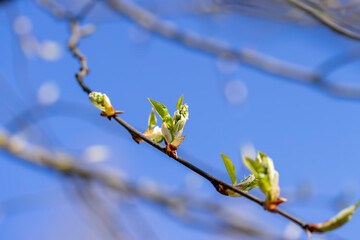 the branches of the bird cherry tree in the spring season