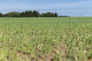 green wheat in the field in sunny weather