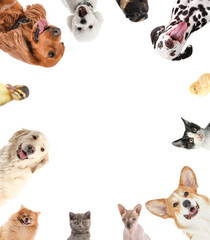 Frame made of different animals on white background. Banner for design