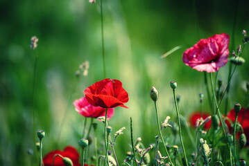 Red spring poppy