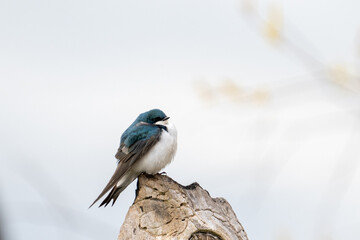 Tree swallow on a perch