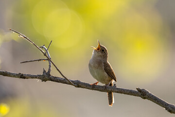 House wren singng on a perch