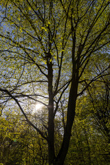 Obraz premium deciduous trees in a mixed forest in the spring season