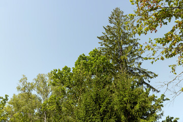 Fototapeta premium tall trees in the summer