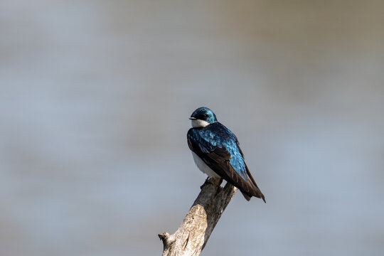 Tree swallow on a perch