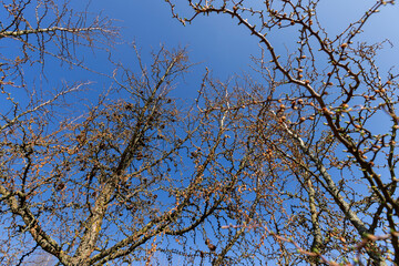 European larch during the appearance of the first needles in spring