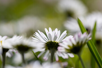 beautiful spring daisies in the green grass