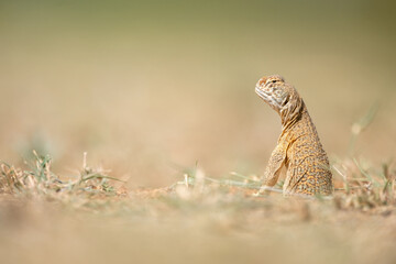 Portrait of a Hardwicke's spiny-tailed lizard or the Indian spiny-tailed lizard from Thar Desert,...