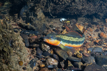 Tangerine darter on rocky river bed