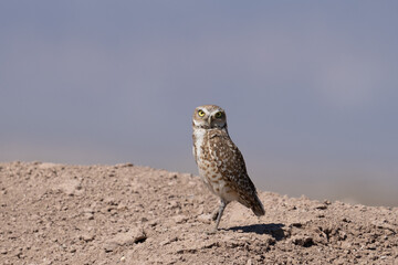 Closeup of burrowing owl on a mound