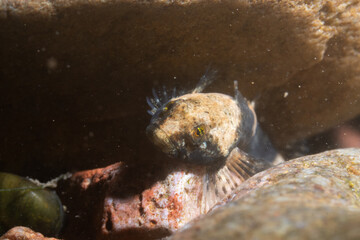 Blue ridge sculpinn hiding among rocks in a river