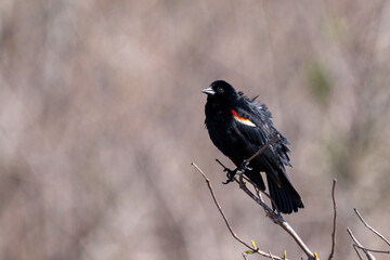 Red-winged blackbird on a perch