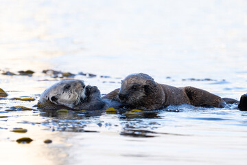 Fototapeta premium Sea otter and pup in the coast