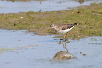 Lesser yellowleg standing next to shore edge