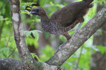 ave - aracuã escamoso - Ortalis squamata