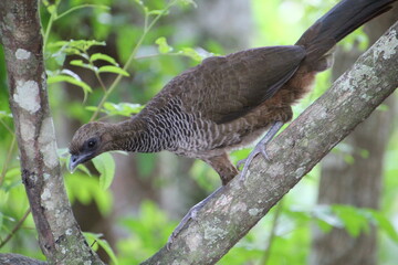 ave - aracuã escamoso - Ortalis squamata