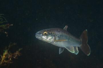 Alabama shiner in a river