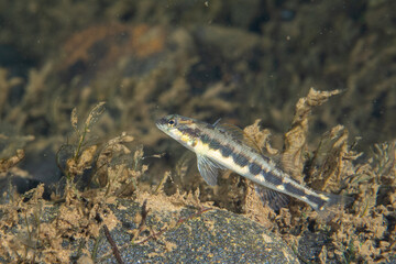 Dusky darter at bottom of river