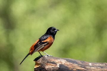 Orchard oriole on a perch witgh a green background
