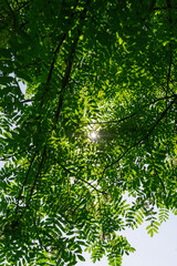 rowan flowers during flowering in spring park