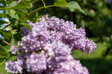 lilac flowers during flowering in spring park