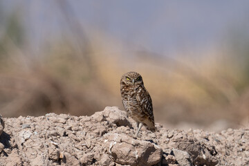 Closeup of burrowing owl on a mound