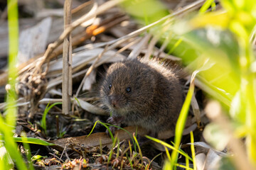 Meadow vole in a grassy marsh