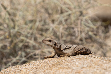 Common chuckwalla basking on a rock