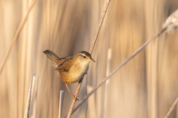 Marsh wren on a
