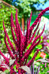Rispen-Fuchsschwanz (Amaranthus cruentus)