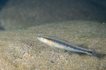 Bridled darter on sandy river bed